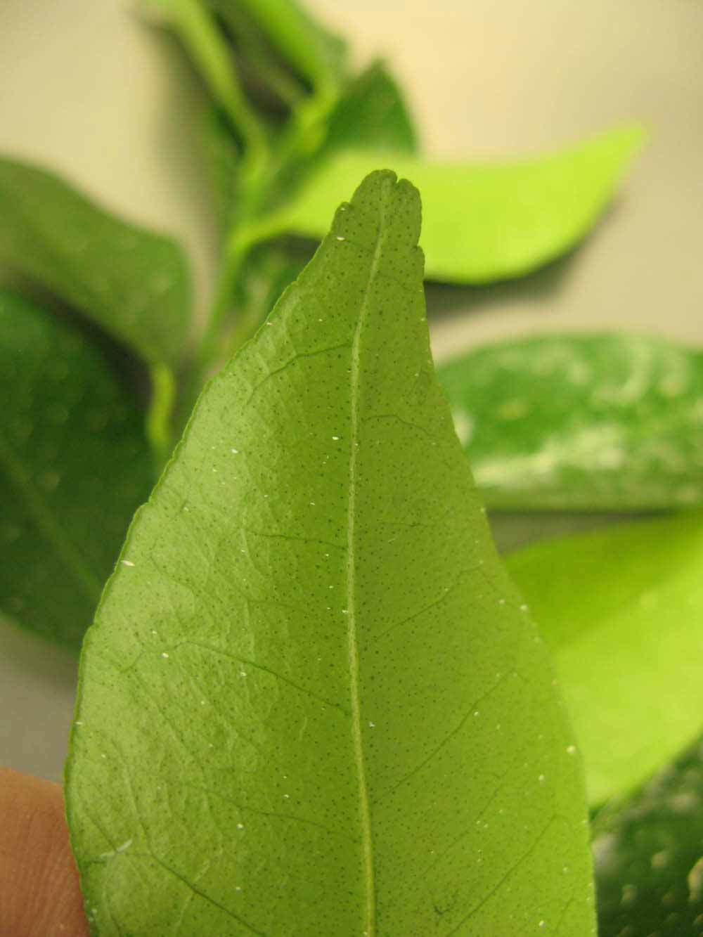              Margin (Chiefland, FL)       